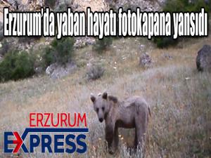 Erzurumda yaban hayatı fotokapana yansıdı 