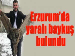 Erzurumda yaralı baykuş bulundu