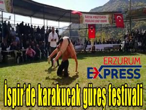 İspirde karakucak güreş festivali