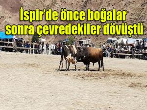  İspirde önce boğalar sonra çevredekiler güreşti 