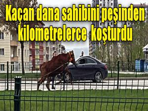 Kaçan dana sahibini peşinden 10 kilometre koşturdu 