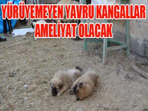 Kangal yavruları ameliyat olursa yürüyecekler 