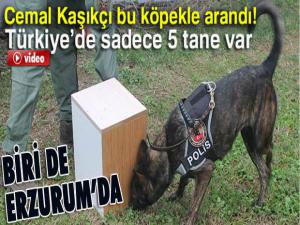 Kaşıkçı bu köpekle arandı