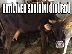 KATİL İNEK SAHİBİNİ ÖLDÜRDÜ