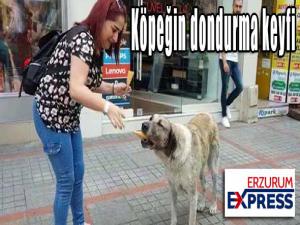 Köpeğin dondurma keyfi 