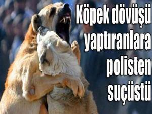 Köpek dövüşü yaptıranlara Oltu polisi suçüstü yaptı