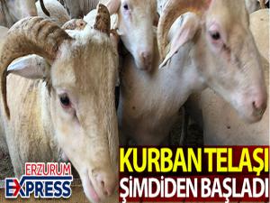 Kurban telaşı başladı, koçlar danalar görücüye çıktı