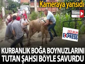 Kurbanlık boğa boynuzlarını tutan şahsı böyle savurdu