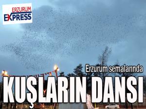 Kuşların gökyüzünde muhteşem dansı 
