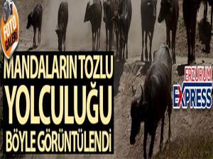 Mandaların tozlu yolculuğu