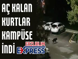 Öğrencilerden boşalan kampüse kurtlar dadandı