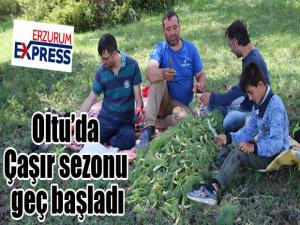 Oltuda Çaşır sezonu geç başladı 