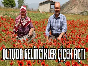 Oltuda gelincikler doğayı süsledi