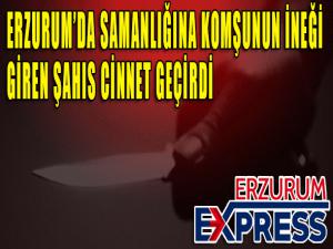 Samanlığına inek giren şahıs cinnet geçirdi