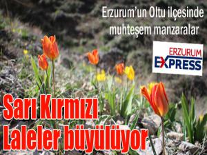 Sarı Kırmızı Laleler büyülüyor