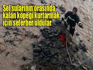  Sel sularının orasında kalan köpeği kurtarmak için seferber oldular 