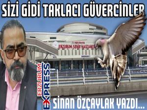 SİZİ GİDİ TAKLACI GÜVERCİNLER.