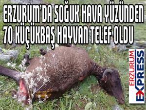 Soğuk hava nedeniyle 70 küçükbaş hayvan telef oldu
