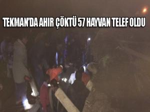 Tekmanda ahır çöktü, 57 hayvan telef oldu 