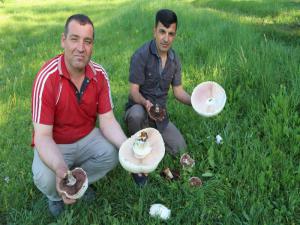 Tepsi büyüklüğünde kültür mantarı 