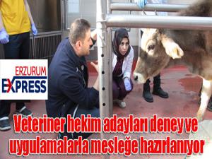 Veteriner hekim adayları deney ve uygulamalarla mesleğe hazırlanıyor