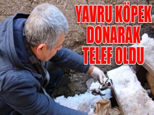 Yavru köpek donarak telef oldu