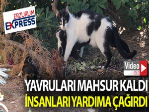 Yavruları mahsur kalan anne kedi insanları yardıma çağırdı