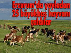 Yayladan 25 büyükbaş hayvanı çaldılar