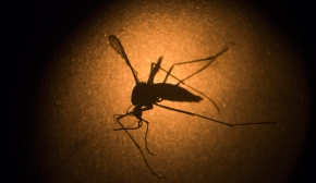 Zika virüsü nedir, nasıl bulaşır, belirtileri nelerdir?