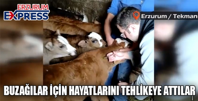 HASTA BUZAĞILAR İÇİN HAYATLARINI TEHLİKEYE ATTILAR 