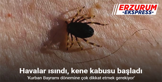 Havalar ısındı, kene kabusu başladı