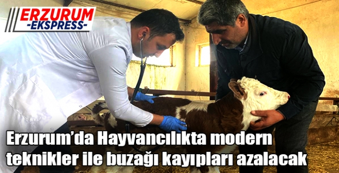 Hayvancılıkta modern teknikler ile buzağı kayıpları azalacak