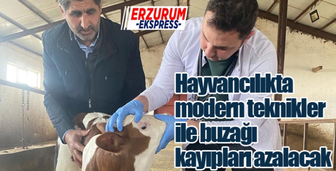 Hayvancılıkta modern teknikler ile buzağı kayıpları azalacak