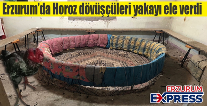 Horoz dövüşçüleri jandarmaya yakalandı