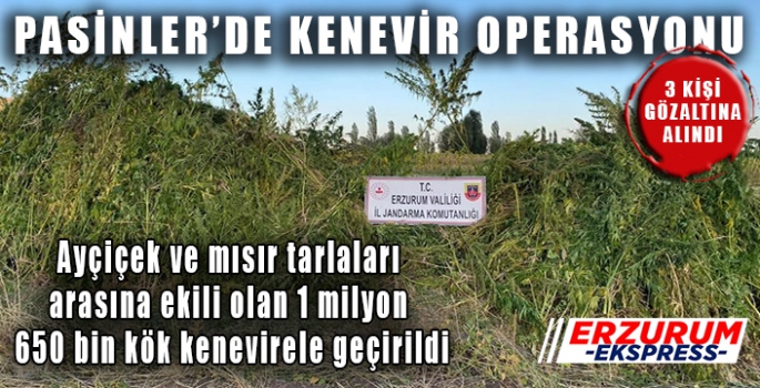 Jandarmadan 85 personelle kenevir operasyonu