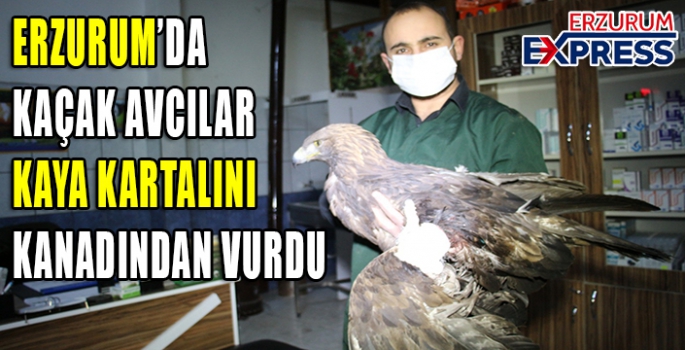  Kaçak avcılar kaya kartalını kanadından vurdu