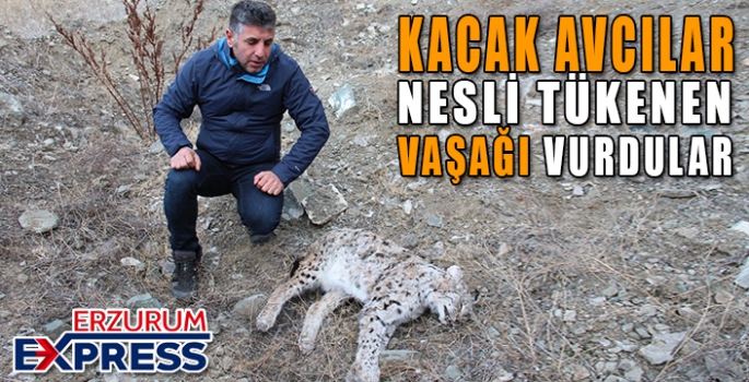  Kaçak avcılar, nesli tükenmekte olan vaşağı öldürdü