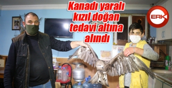 Kanadı yaralı kızıl doğan tedavi altına alındı