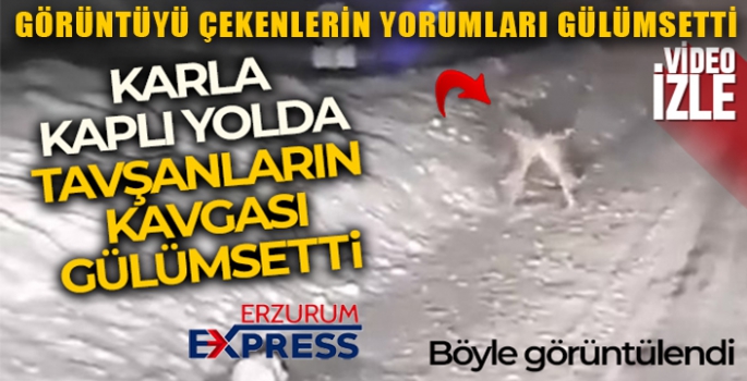 Karla kaplı yolda tavşanların kavgası gülümsetti