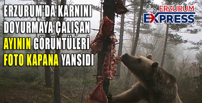 Karnını doyurmaya çalışan ayının komik hareketleri gülümsetti