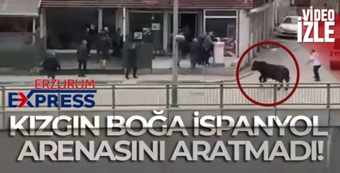 Kızgın boğa İspanyol arenasını aratmadı