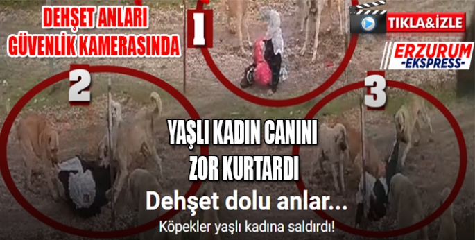 Köpeklerin yaşlı kadına saldırı anı güvenlik kamerasına böyle yansıdı