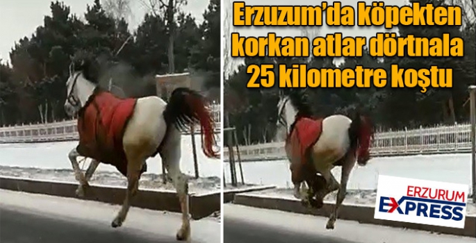 Köpekten korkan atlar dörtnala 25 kilometre koştu