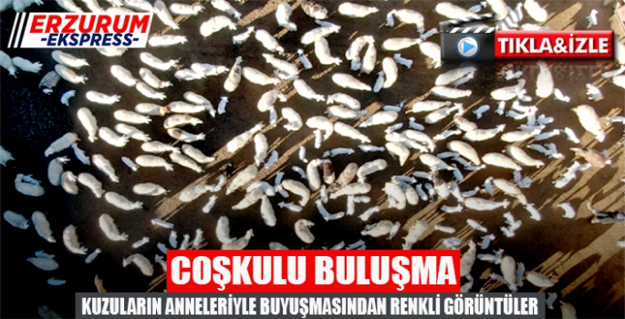 Koyun ve kuzuların coşkulu buluşması