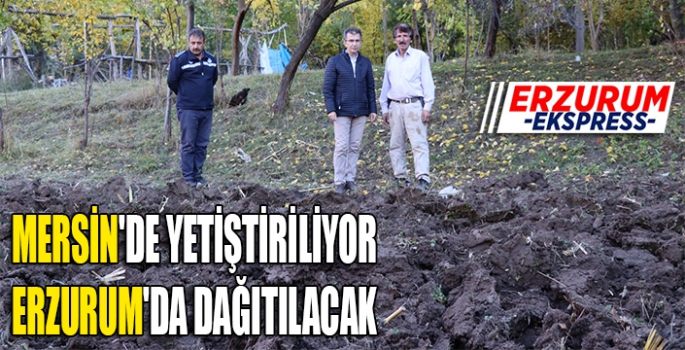 MERSİN'DE YETİŞTİRİLİYOR, ERZURUM'DA DAĞITILACAK