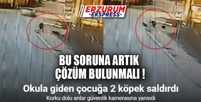 Okula giden çocuğa 2 köpek saldırdı