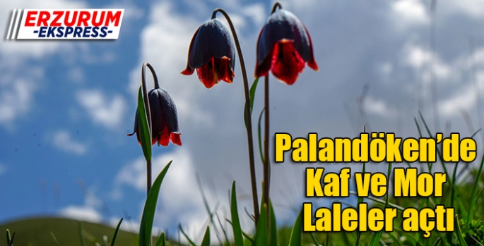 Palandöken’de Kaf ve Mor Laleler açtı