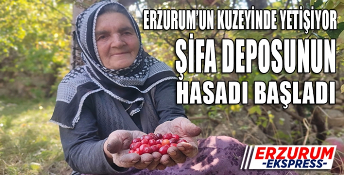 Şifa deposu kızılcıkta hasat vakti