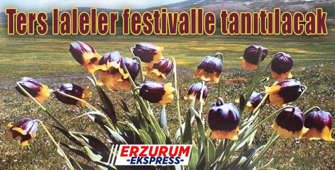Ters laleler festivalle tanıtılacak