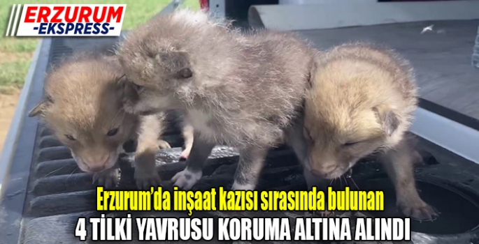 Tilki yavruları koruma altında